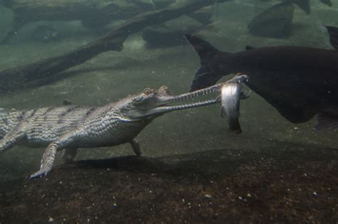 Photos Indias Rarest Crocodile The Gharial