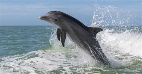 Are Dolphins Dangerous Az Animals