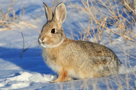 Mountain Cottontail Facts Lifespan Behavior And Care Guide With