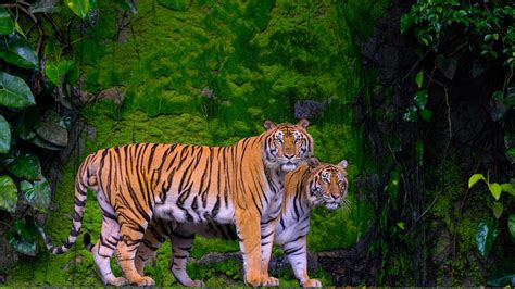 Tigers Are Standing With Background Of Algae Rock 4k 5k Hd Animals