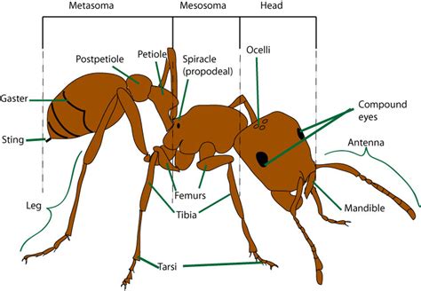 Ant Anatomy Ant Morphology Myrmecological News Blog