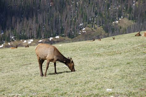 Rocky Tundra Elk Eating Zamia Ventures