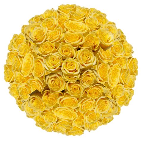 500 Yellow Roses Globalrose