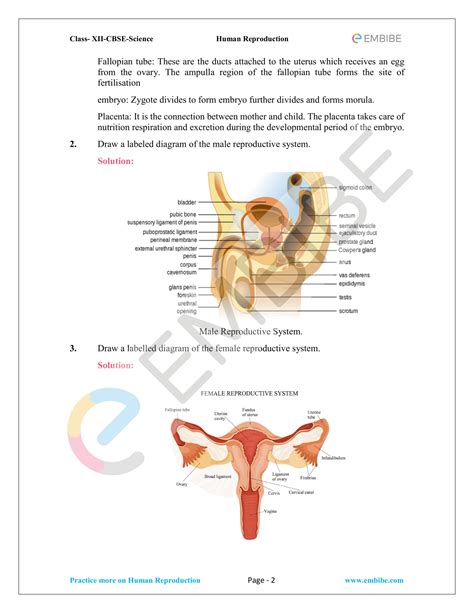 Male Reproductive System Diagram Se 10 Answers Diagram For You
