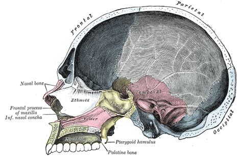 Difference Between Skull And Cranium Skull Vs Cranium