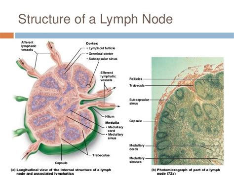 Chapter 20 Lymphatic System