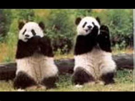 Dancing Pandas YouTube
