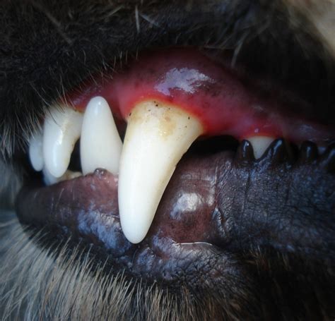 Gingivitis In Dogs What To Know About Canine Gingivitis Texas Aandm