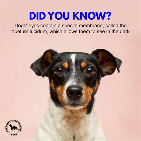 Did You Know Dogs Eyes Contain A Special Membrane Called The Tapetum