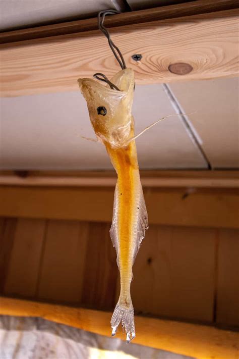 What Lives At The Bottom Of Lake Baikal Az Animals