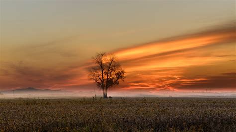 Field Fog Nature Sunset Tree Hd Nature Wallpapers Hd Wallpapers Id