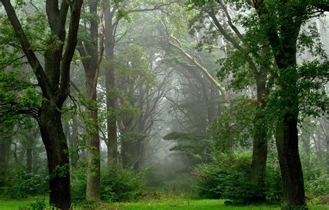 Wallpaper Forest Summer Fog After The Rain Images For Desktop