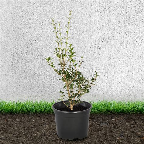 Osmanthus Burkwoodii 2040cm 2l Pot Hedges Direct Uk
