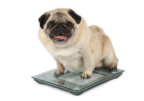 Obesity In Dogs How To Prevent Obesity In Dogs Bob Martin