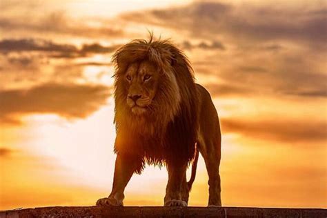 Leões Os Reis Da Selva Em 20 Imagens Incríveis Mega Curioso