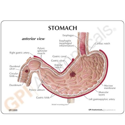 Anatomical Models Digestive System Colon Stomach