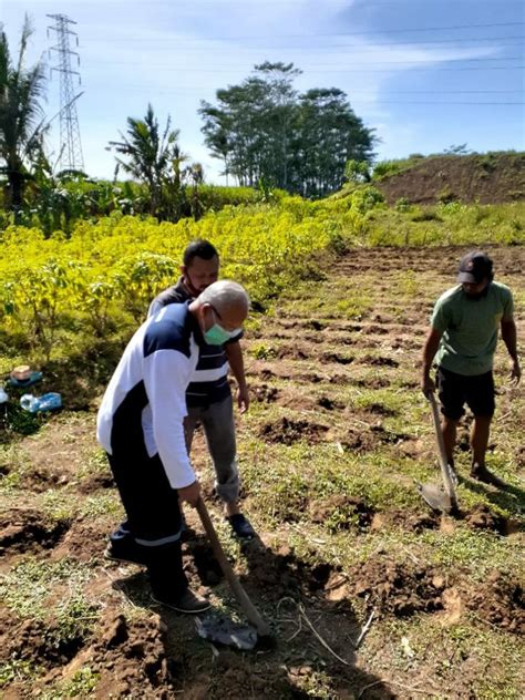 Demplot Hijaukan Pakan Ternak Di Bpp Kostratani Jurnalinspirasi Co Id