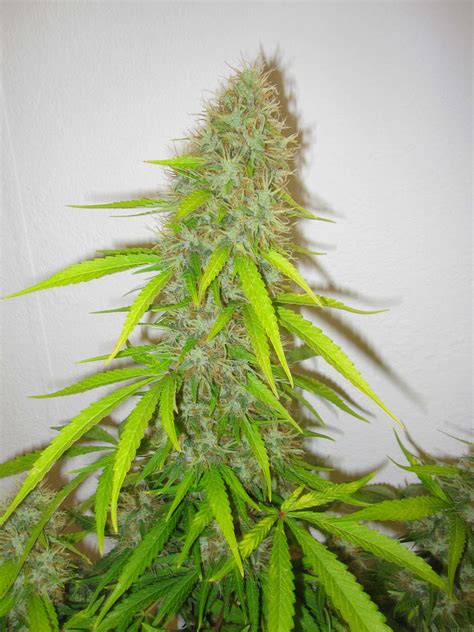 Critical Jack Herer Feminized Cannabis Seeds Delicious Seeds