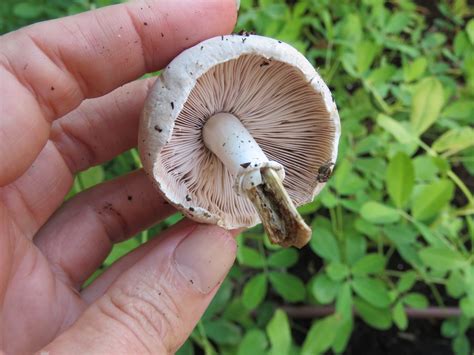 Wild Edible Mushrooms - To Eat or not to Eat? - Bloomah's City Farm