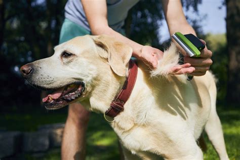 How To Groom Your Pet At Home Andes Straley