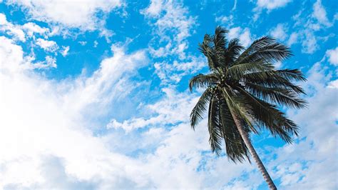 Palm Tree Sky Clouds Tropics Bottom View Trunk Branches 4k Hd