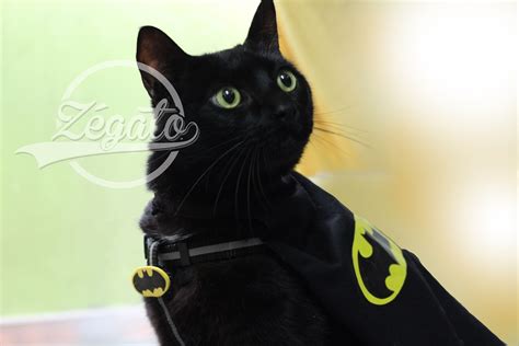 Batcat Carnaval Costume Panther Costumes Cats Animals Carnival