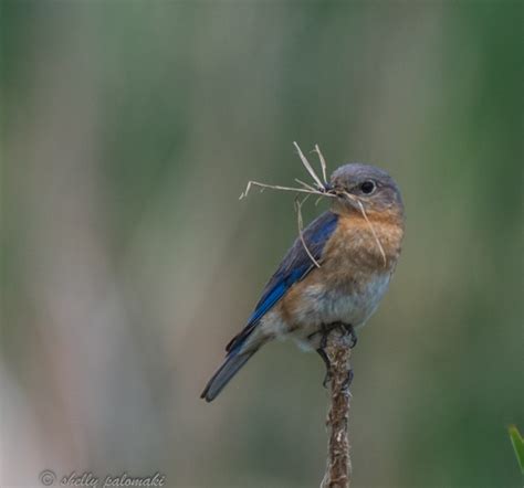 Blue Bird Gathering Her Nesting Materials Pentax User Photo Gallery