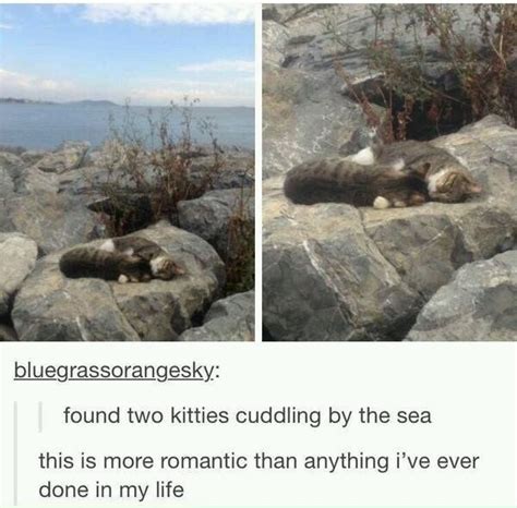 Cuddling Cats By The Sea Meme By Memeism Memedroid Vrogue Co