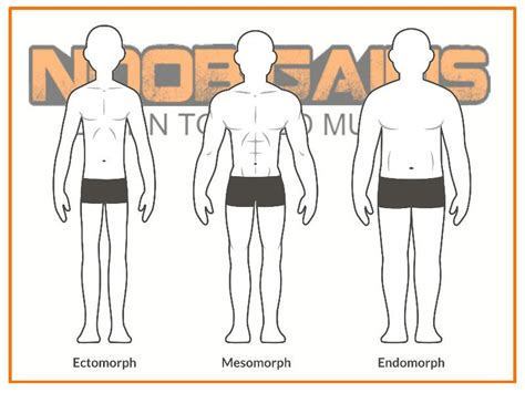 Ultimate Guide To Body Types Ectomorph Endomorph And Mesomorph Noob