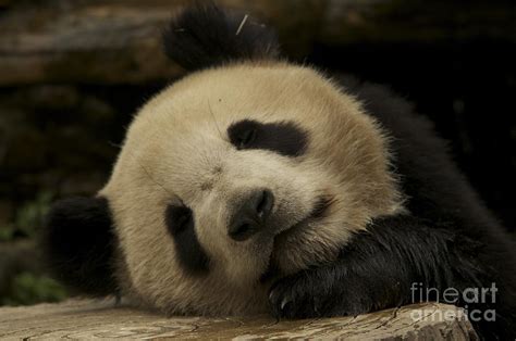 Sleeping Panda Bear Photograph By Sean Stauffer Fine Art America