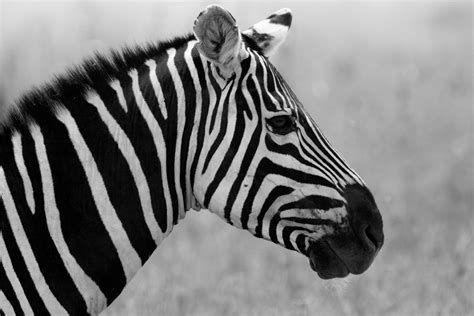 Black And White Animals Wallpapers High Quality | Download Free