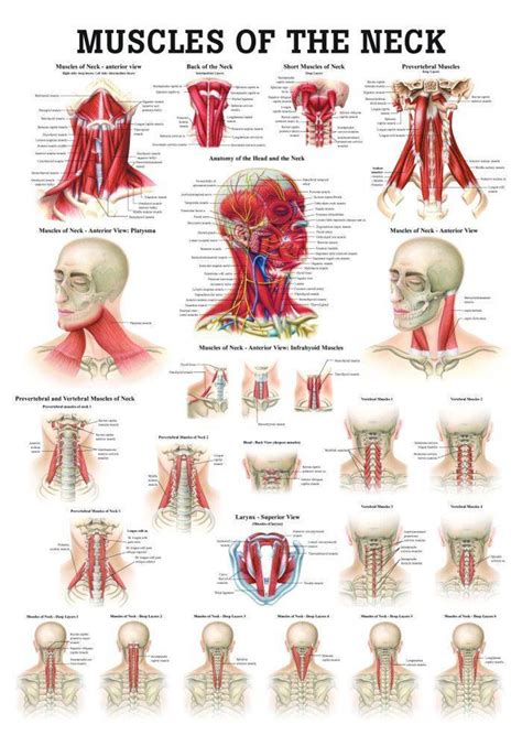 Muscles Of The Neck Laminated Anatomy Chart