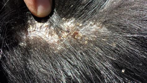 Weird Flaky Skin Issue German Shepherd Dog Forums