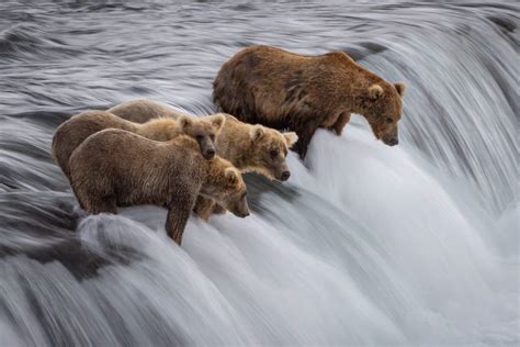 Katmai National Park The Bear Viewing Capitol Of The World