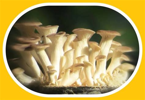 Hydroponic Mushrooms Amazing Soilless Mushroom Cultivation
