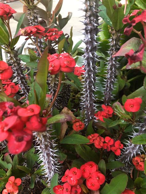 Red Euphorbia Millii Standard Crown Of Thorns Or Christ Plant Unusual