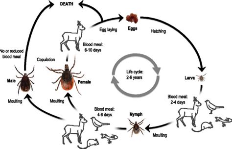 I Ricinus Life Cycle I Ricinus Is A Three Host Tick Of Which Each