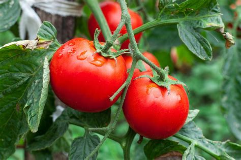 Fall tomato season is almost here