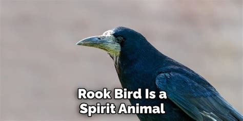 Rook Bird Symbolism Meaning And Totem Explained 2022