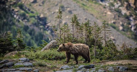 One Determined Grizzly Bear Navigates The Bitterroot