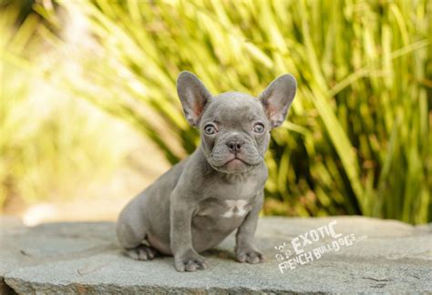 Find a lilac french bulldog on gumtree, the #1 site for find a pet classifieds ads in the uk. Lilac French Bulldog Puppy For Sale- French Bulldog California