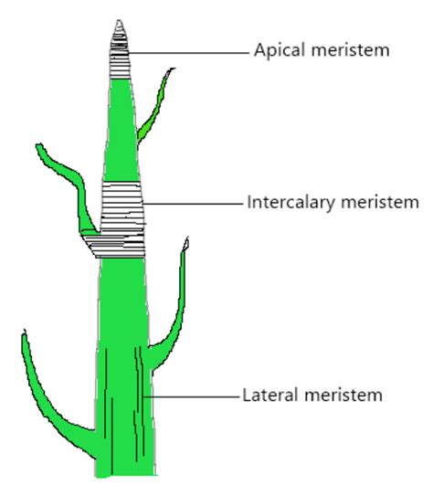 Root Apical Meristem And Shoot Apical Meristem