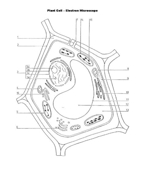 An overview of special structures found in plant cells. Plant Cell - Electron Microscope - Worksheet | Cell ...