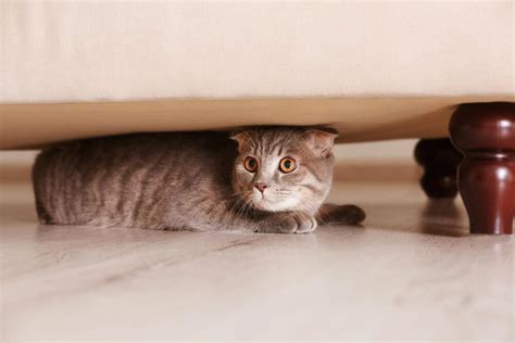 3 Reasons Your Cat Might Be Hiding