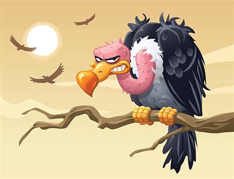 Turkey Vulture Cartoon Illustrations Royalty Free Vector Graphics