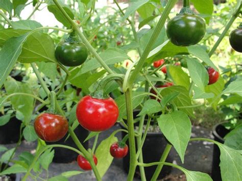 Ajíes Morrones Siembra Y Cultivo En Maceta Pepper Seeds Capsicum