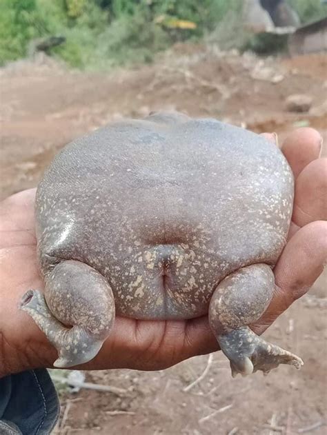 This Blunt Headed Burrowing Frog Looks Like A Real Life Jabba The Hut