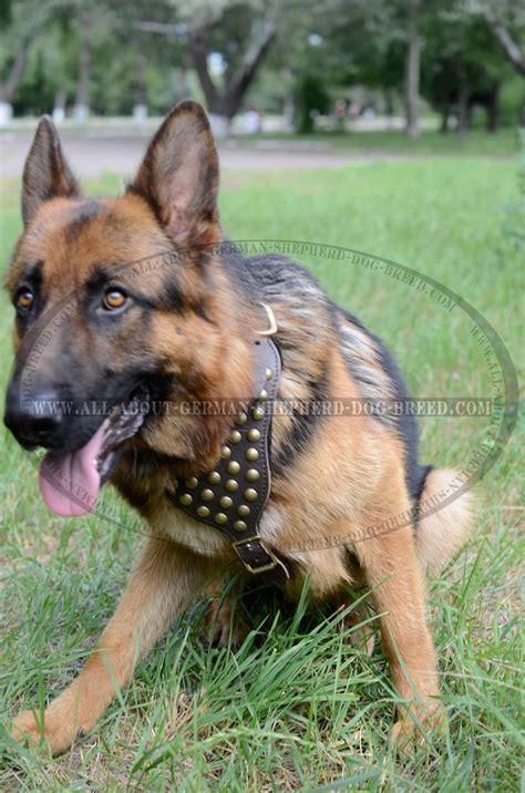 2 Ply Studded Leather Dog Harness For German Shepherd German