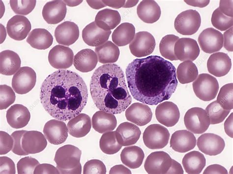 Red And White Blood Cells Lm Stock Image C0305155 Science Photo