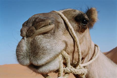 Curiosidades Sobre Los Camellos Taringa